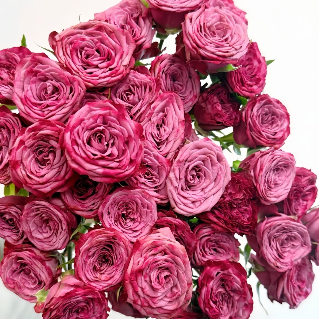 Purple Queen Rose Plant|紫色皇后 image 1