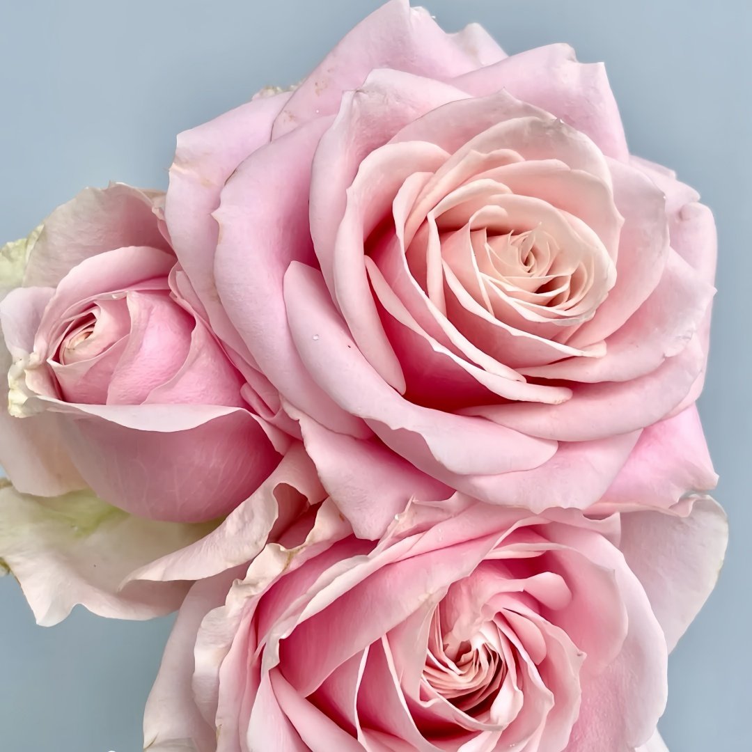 Pink Avalanche Rose Plant|粉红雪山 image 8