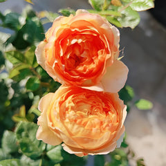 Apricot Fat Rose Plant|杏子肥 image 2