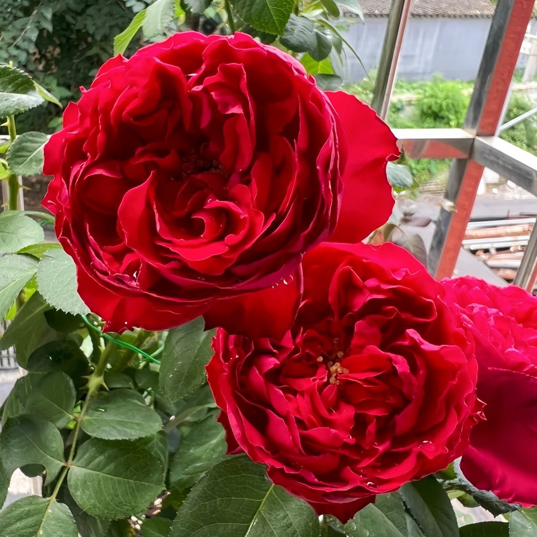 Traviata Rose Plant|茶花女 image 4