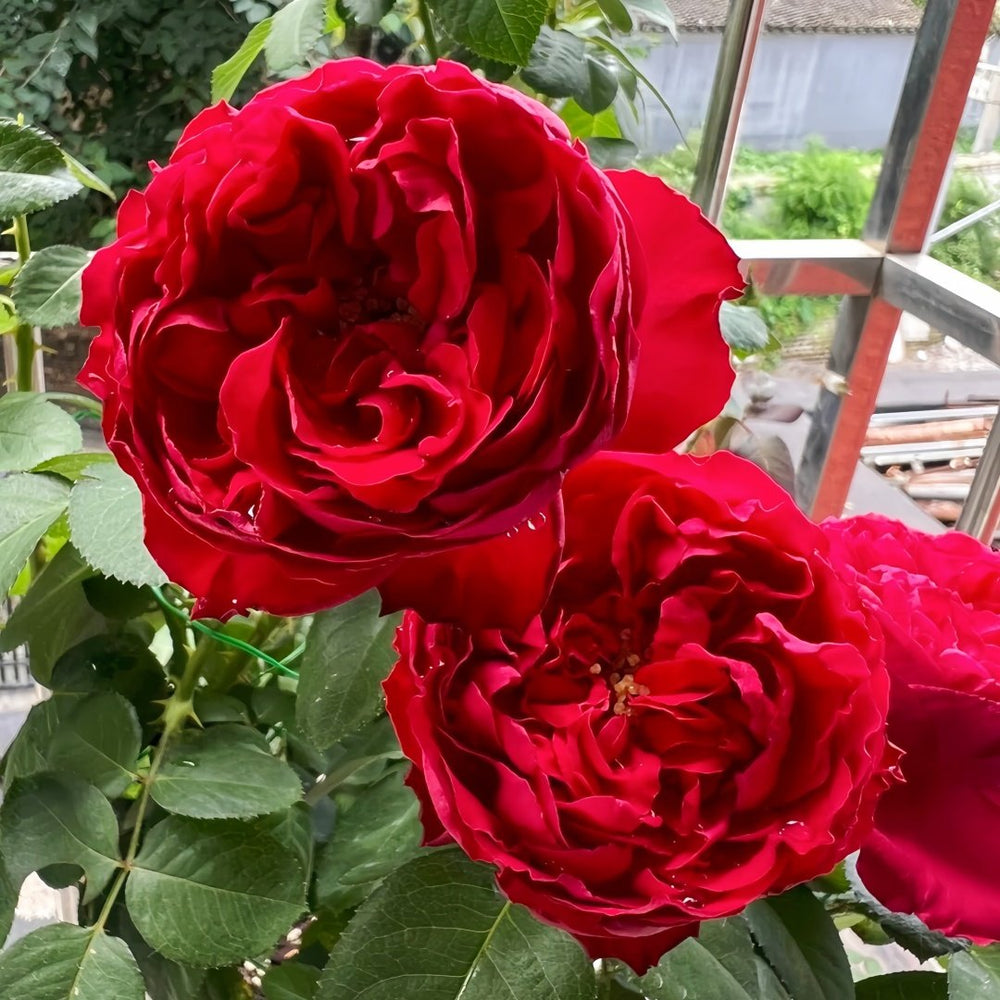 Traviata Rose Plant|茶花女 image 4