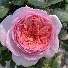 Fendai Rose Plant｜粉黛 image 3