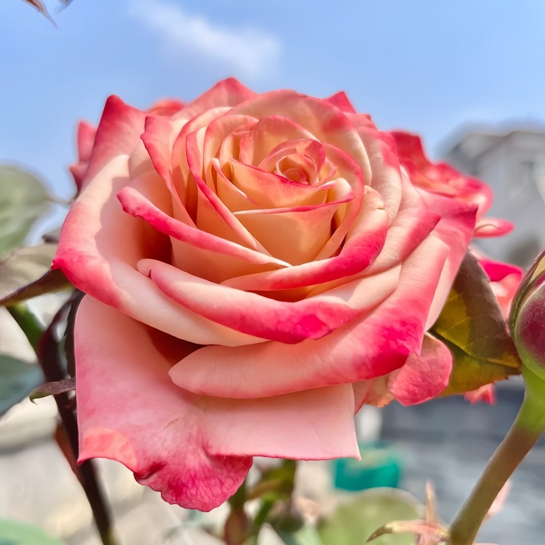 Cappuccino Rose Plant｜卡布奇诺 image 4