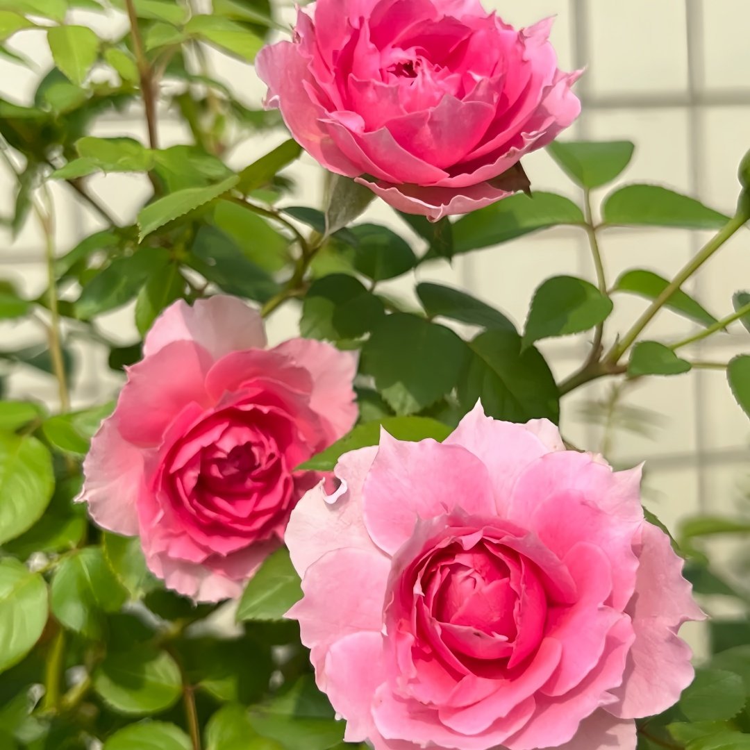 Prima Vista Rose Plant｜初见 image 3