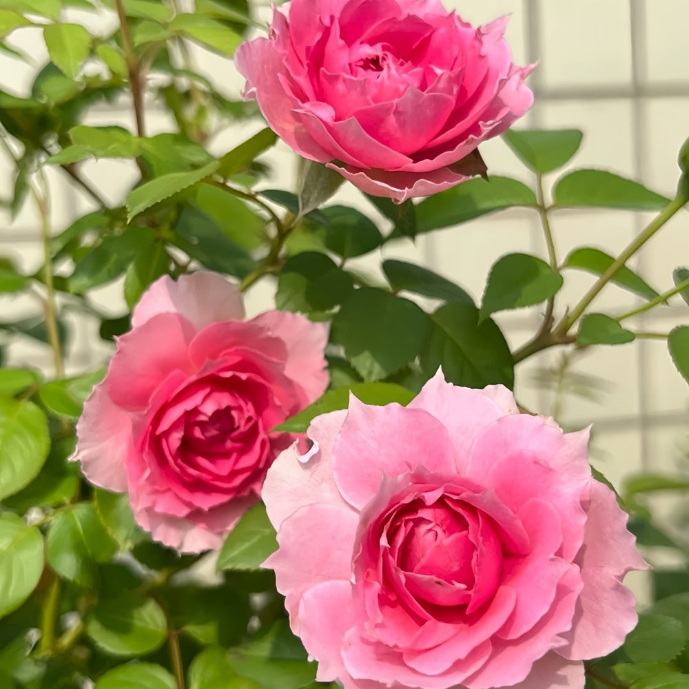 Prima Vista Rose Plant｜初见 image 3