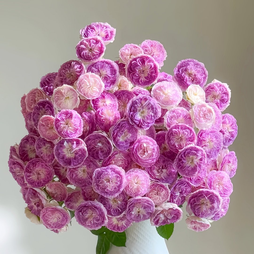 Blue Moon Stone Rose Plant|蓝月石 image 0