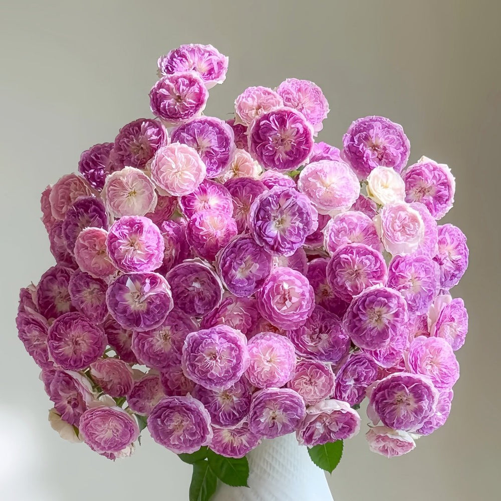 Blue Moon Stone Rose Plant|蓝月石 image 0