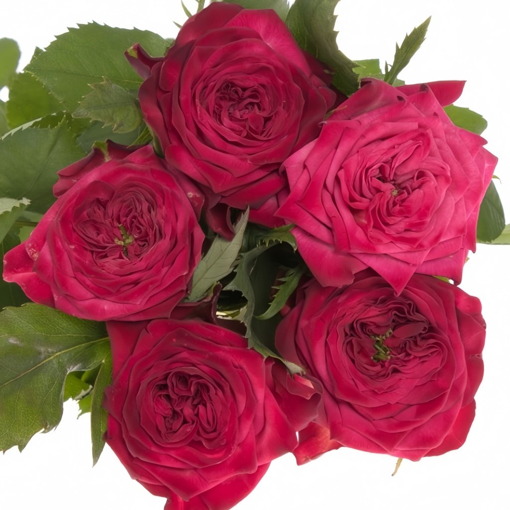 Sheffield Park Rose Plant|谢菲尔德公园 image 0