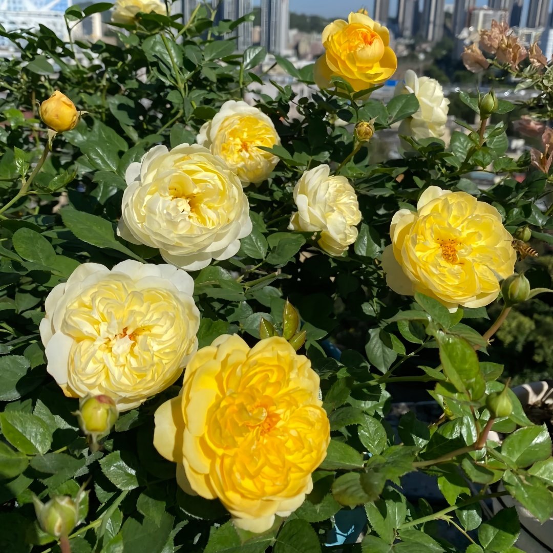 Luciole Rose Plant|萤火虫/路西欧 image 8
