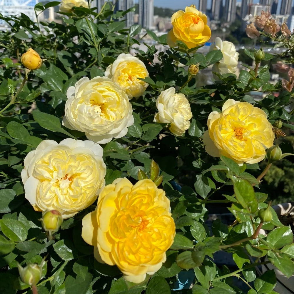 Luciole Rose Plant|萤火虫/路西欧 image 8