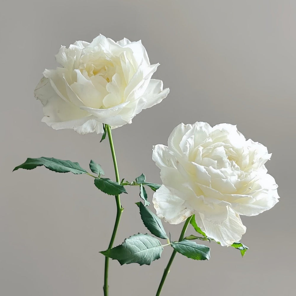 Shizuku Rose Plant|心之水滴 image 8