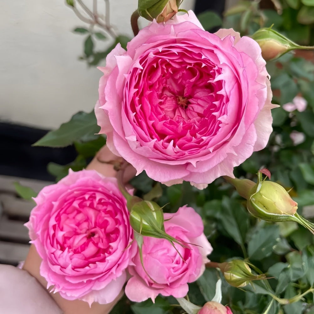 Rongrongyue Rose Plant|溶溶月 image 4