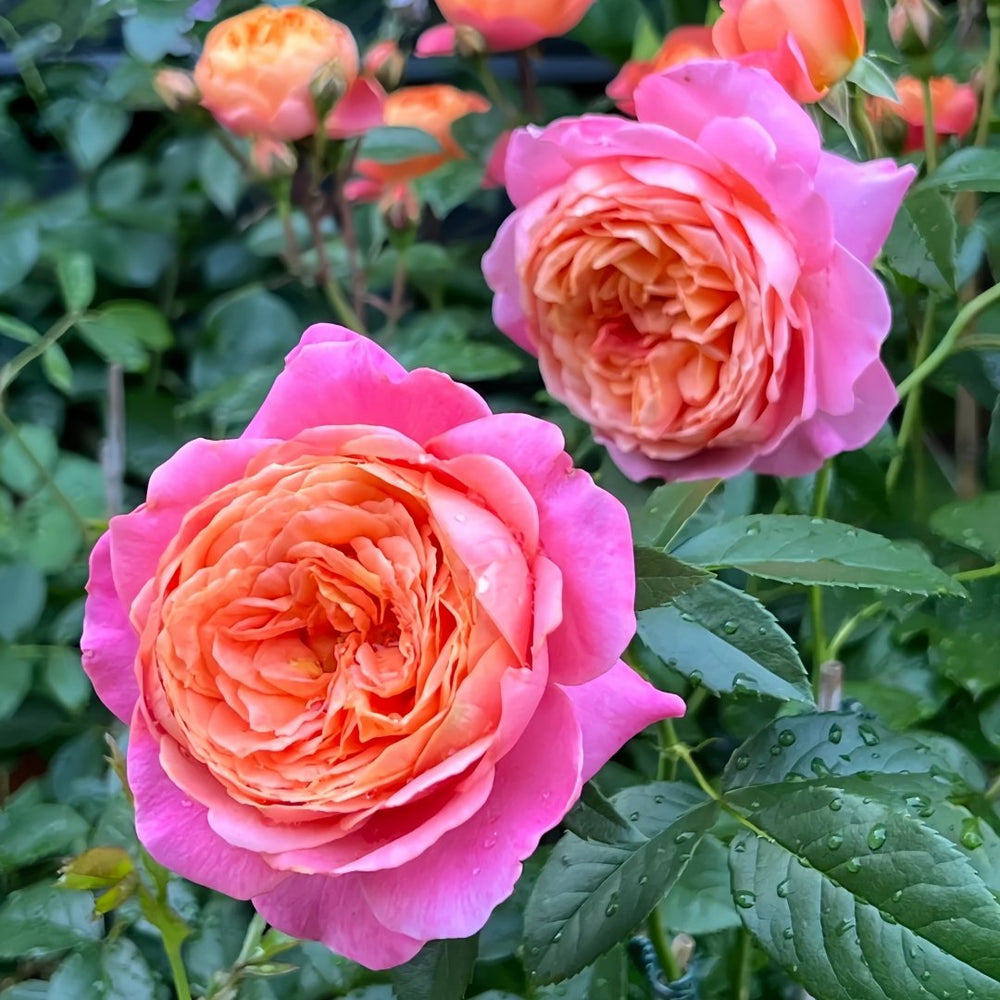 JuZi Rose Plant-橘子 image 5