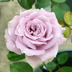 Blue Story Rose Plant｜蓝色物语 image 2