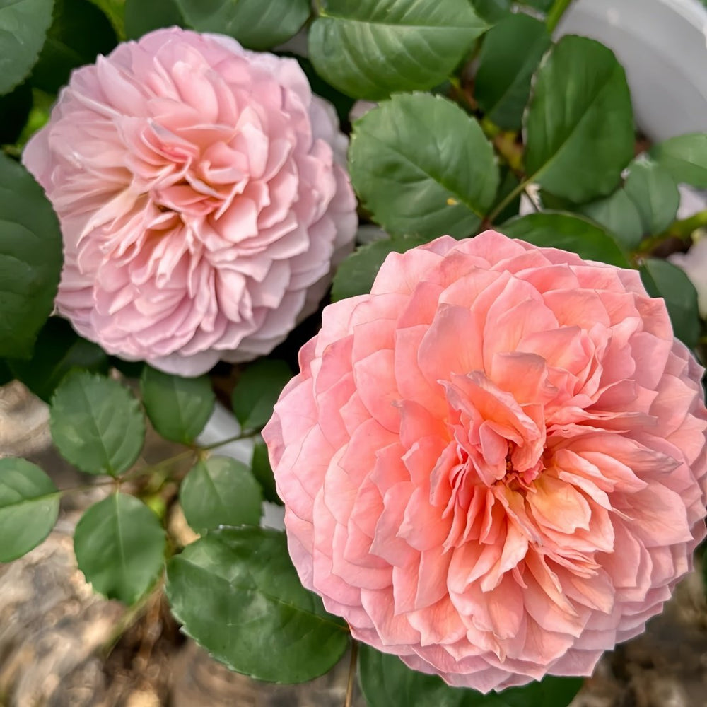 Eisvogel Rose Plant | 翠鸟 image 7
