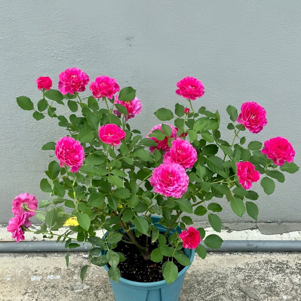 Japanese Ramukan Rose Plant｜草药 image 7