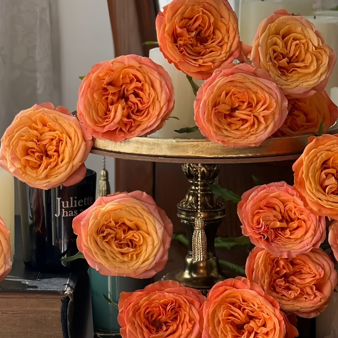 Garden City Rose Plant｜花园城市 image 8