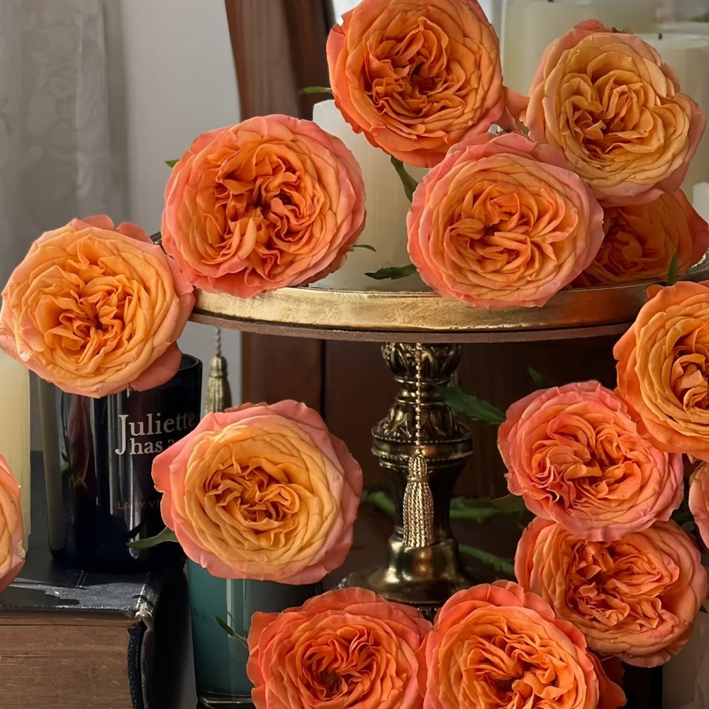 Garden City Rose Plant｜花园城市 image 8