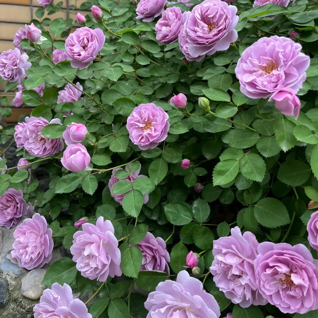 Rainy Blue Rose Plant｜蓝色阴雨 image 7