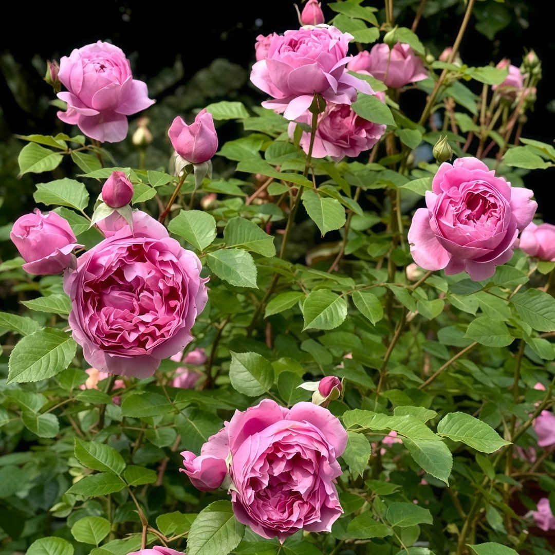 Prima Vista Rose Plant｜初见 image 7