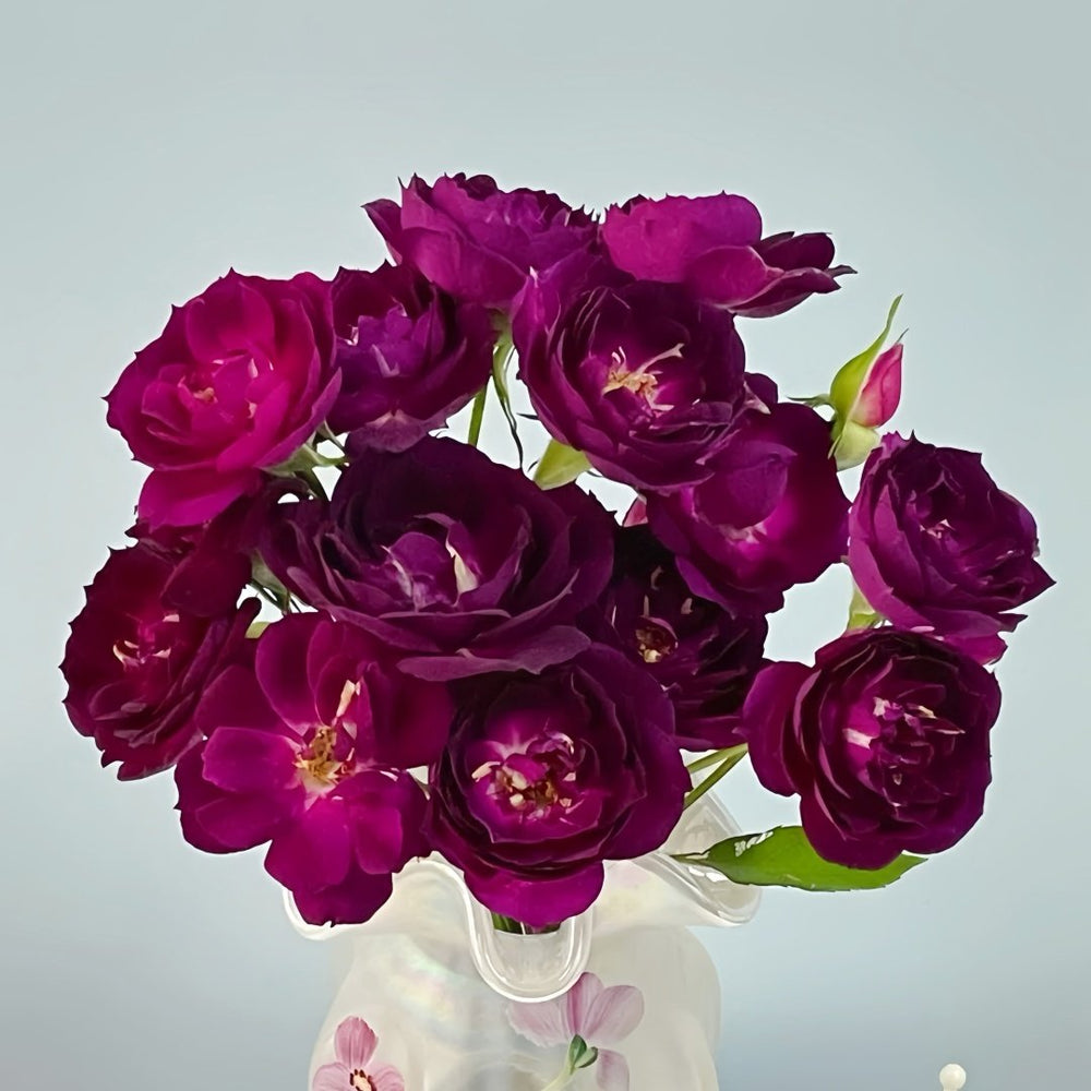 Midnight Blue Rose Plant|午夜深蓝 image 5