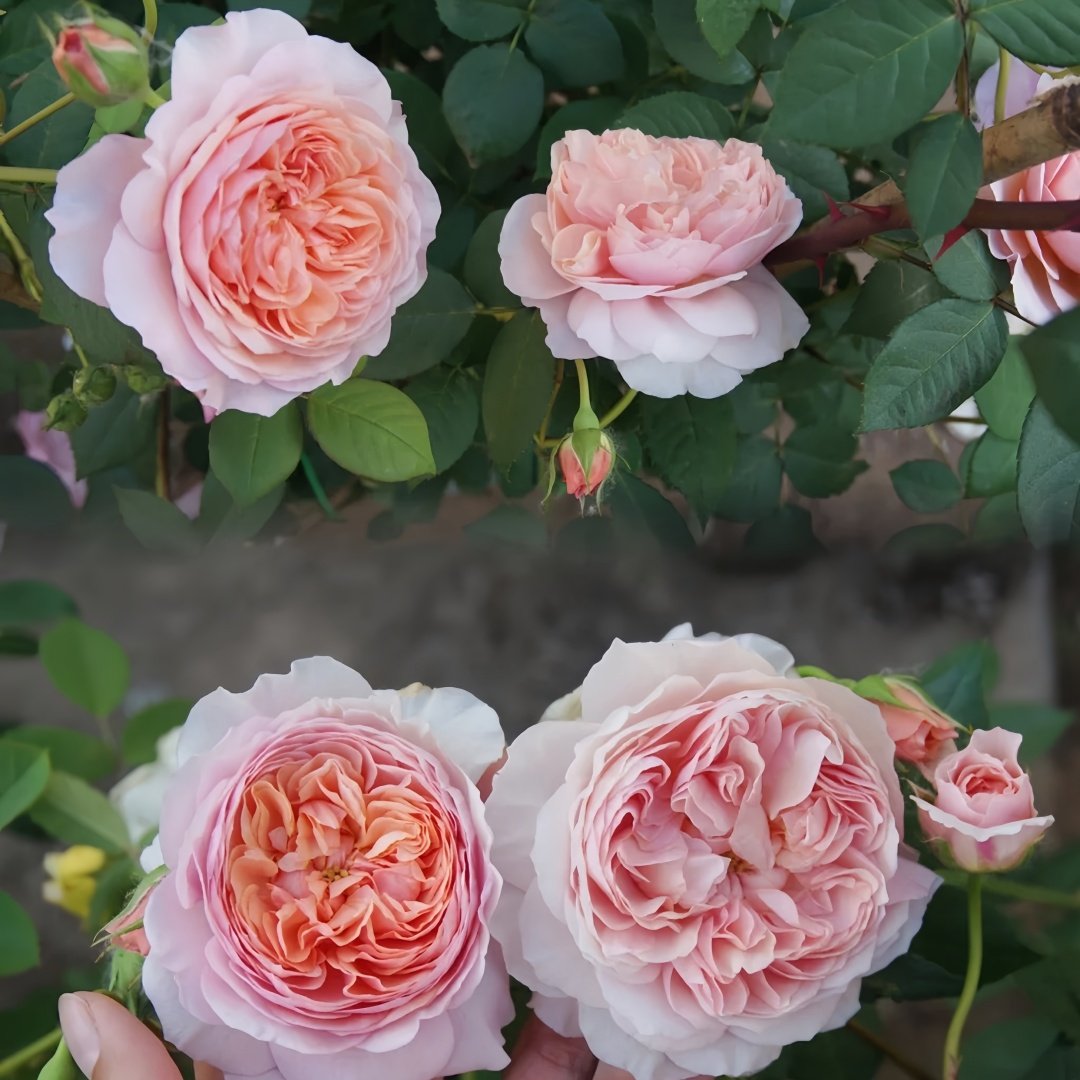 William Morris Rose Plant|威廉莫里斯 image 9