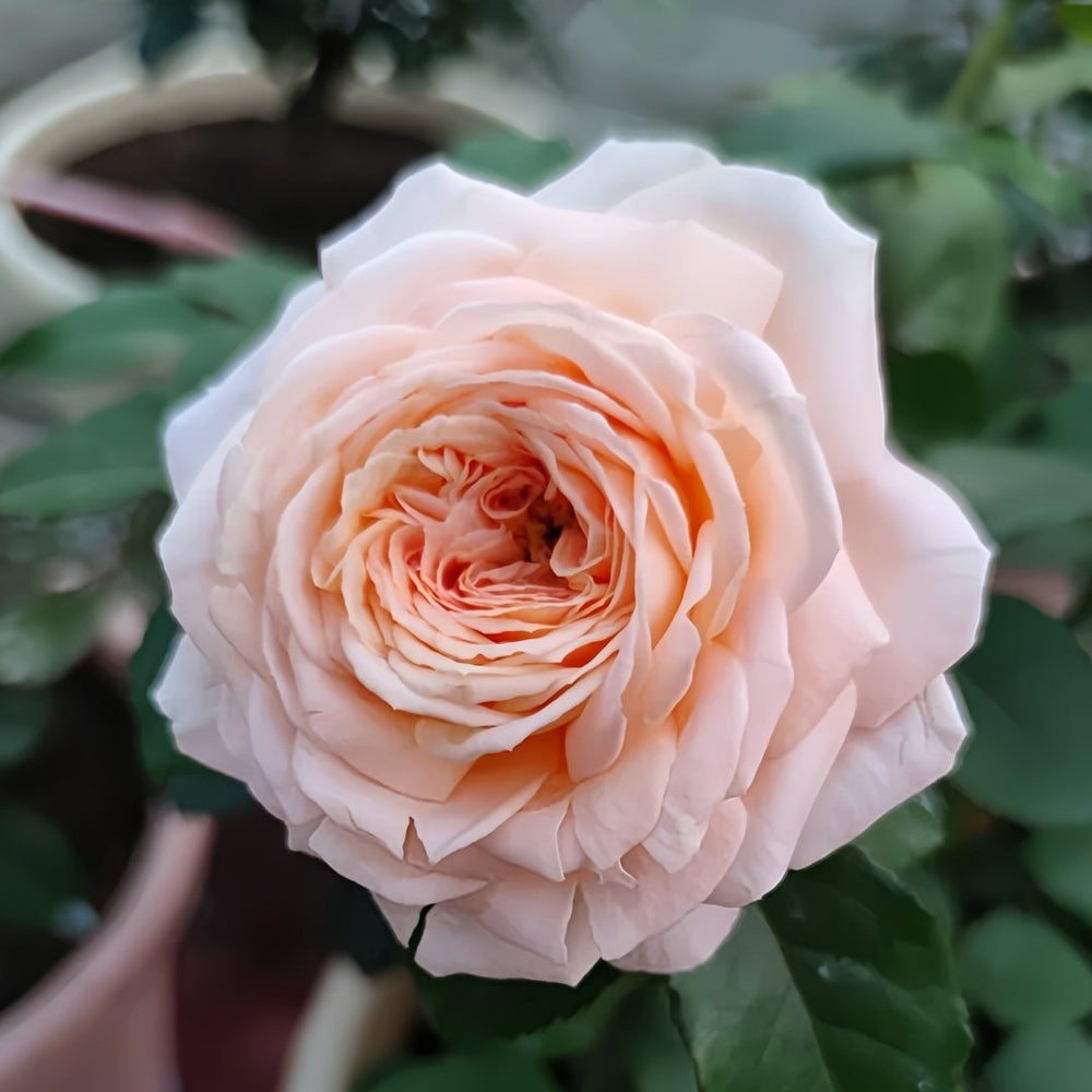 Salmanasar Rose Plant|萨尔曼莎 image 5