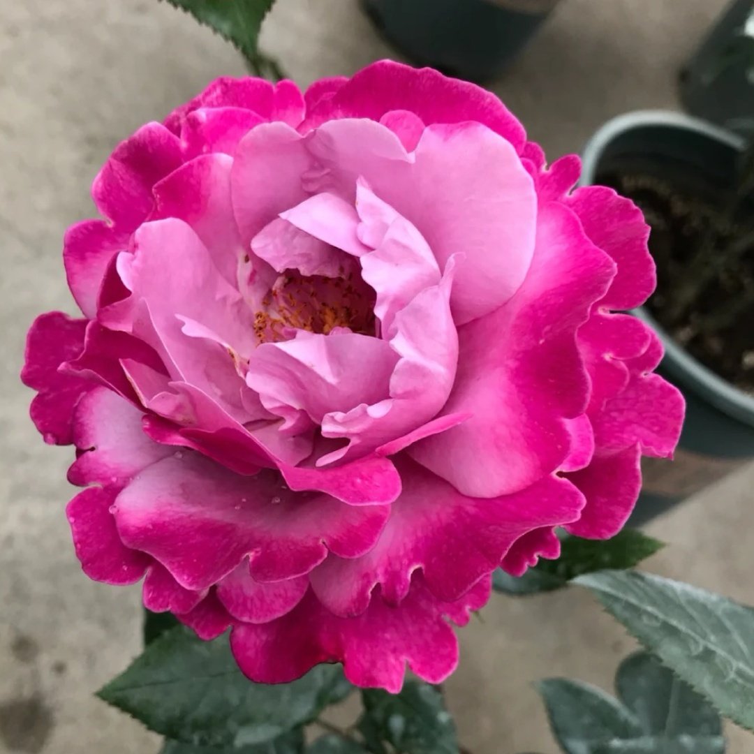 Muriel Robin Rose Plant|光明知更鸟 image 2
