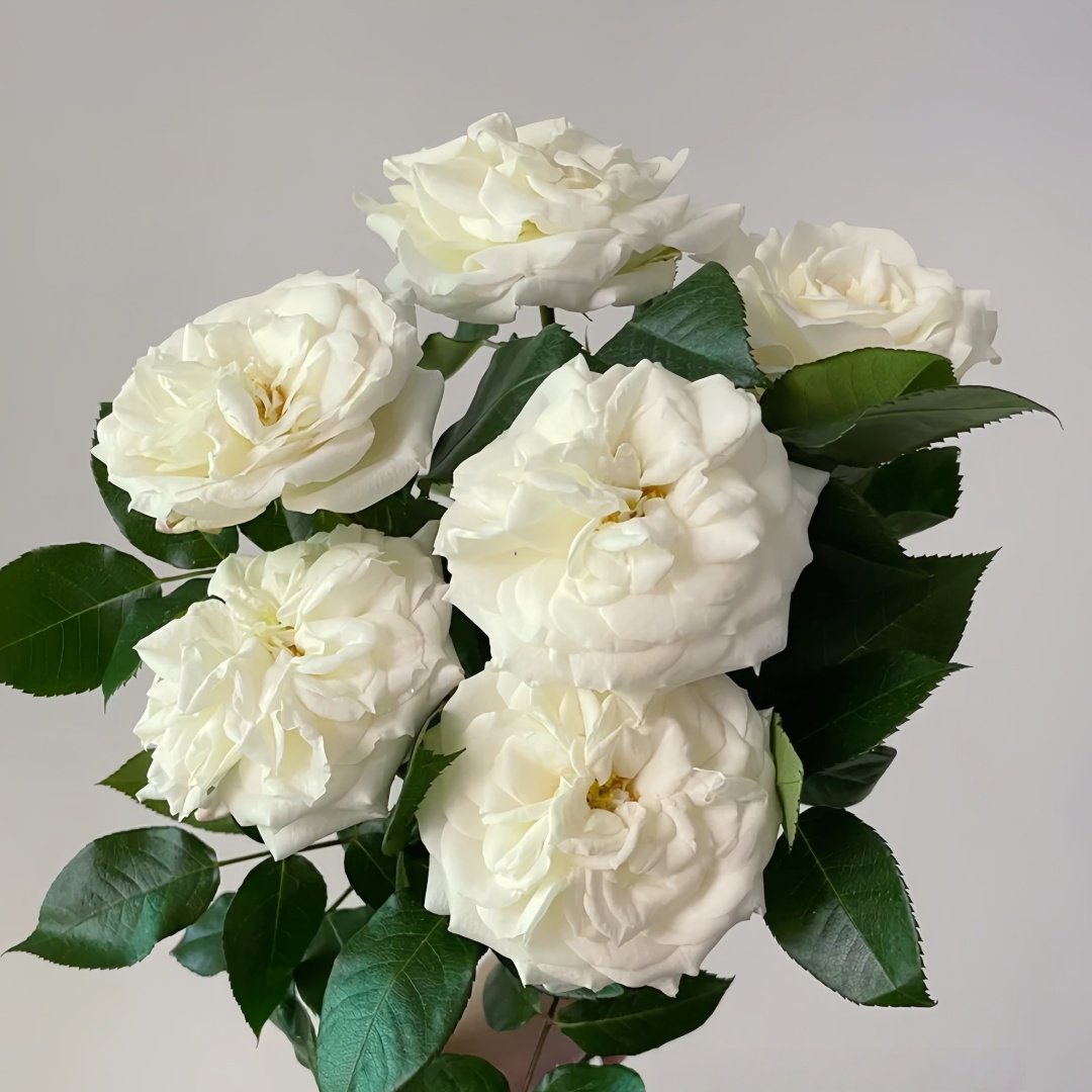 Alabaster Rose Plant| 雪花石膏 image 0