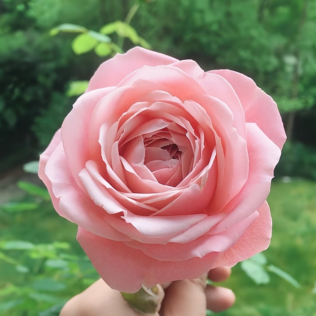 Rose Angers Rose Plant|娇媚昂热城堡 image 3