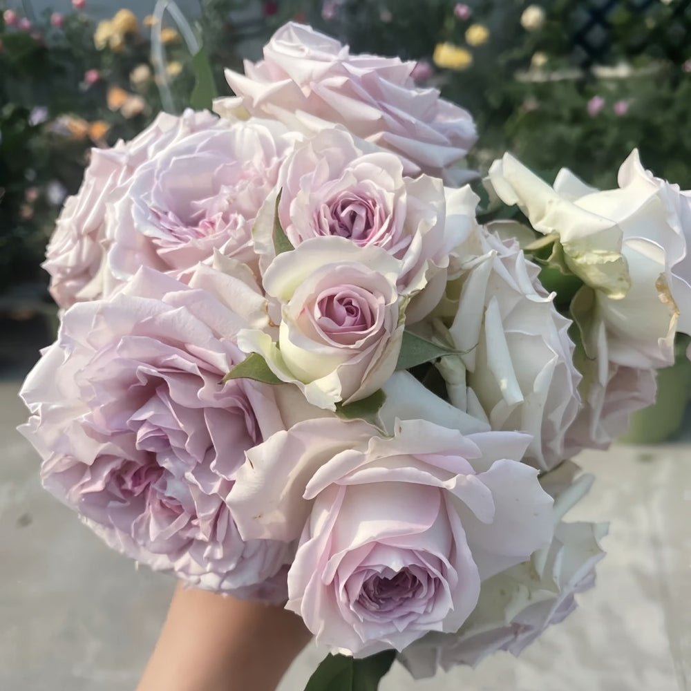Silver Rain Rose Plant|银雨 image 6