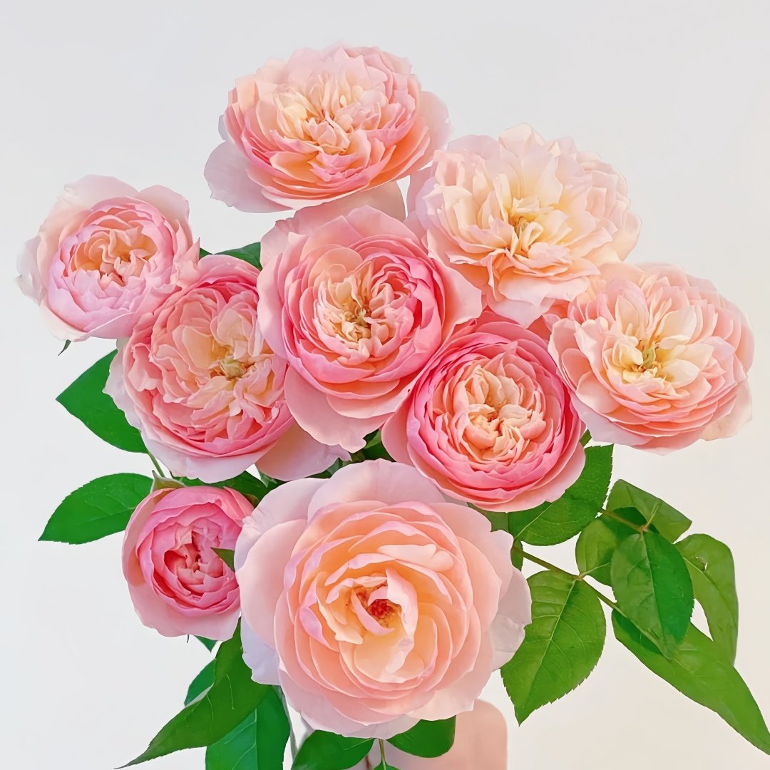 Romeo Rose Plant｜罗密欧 image 5