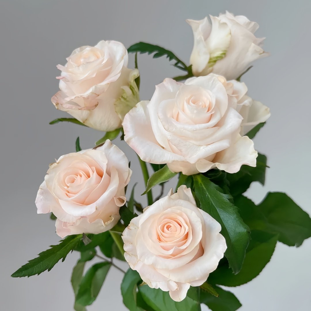 Cynthia Rose Plant|辛西娅 image 3