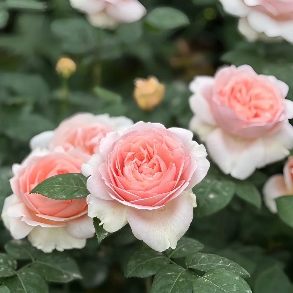 Ambridge Rose Plant|安布里奇 image 4
