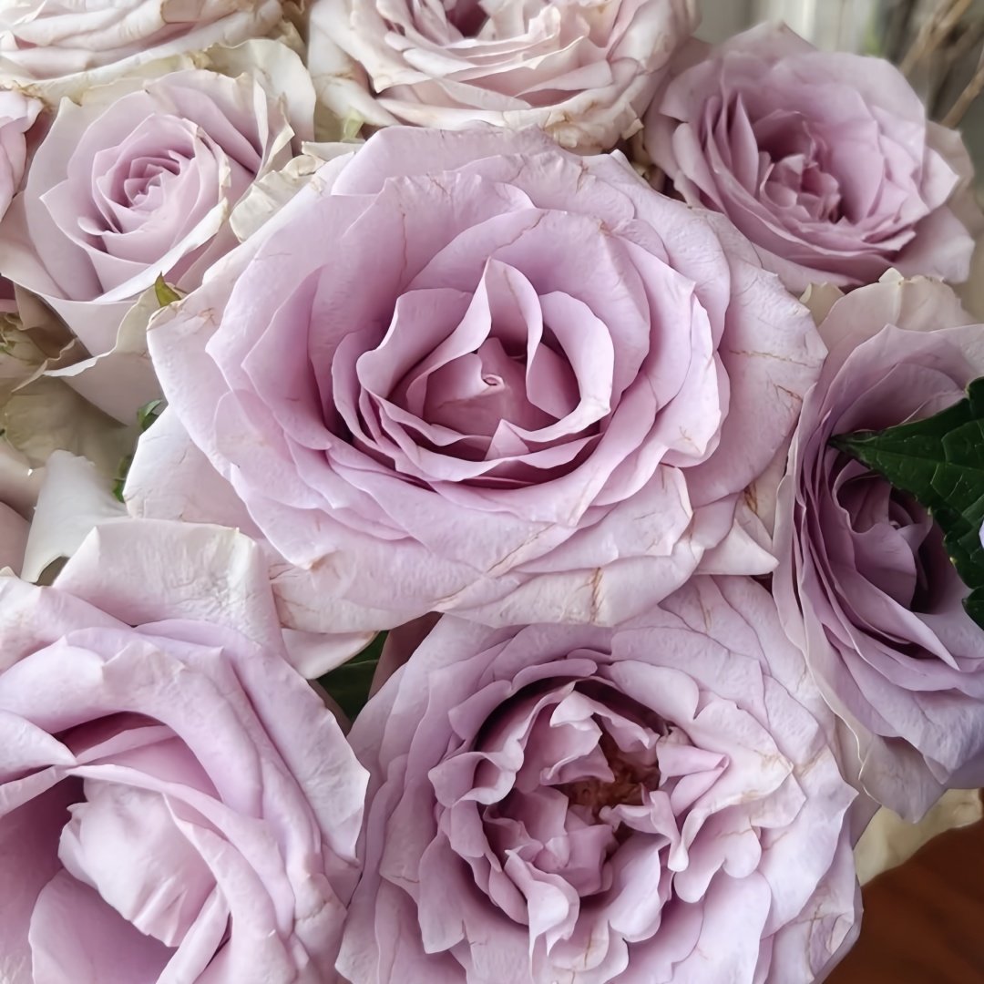 Sivery Light Rose Plant|月光曲 image 6