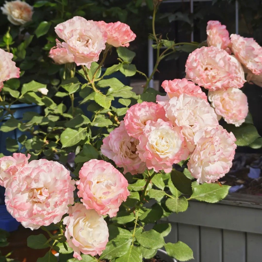 Carmagnole Rose Plant｜革命曲 image 2