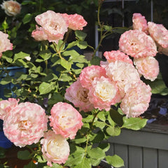 Carmagnole Rose Plant｜革命曲 image 2