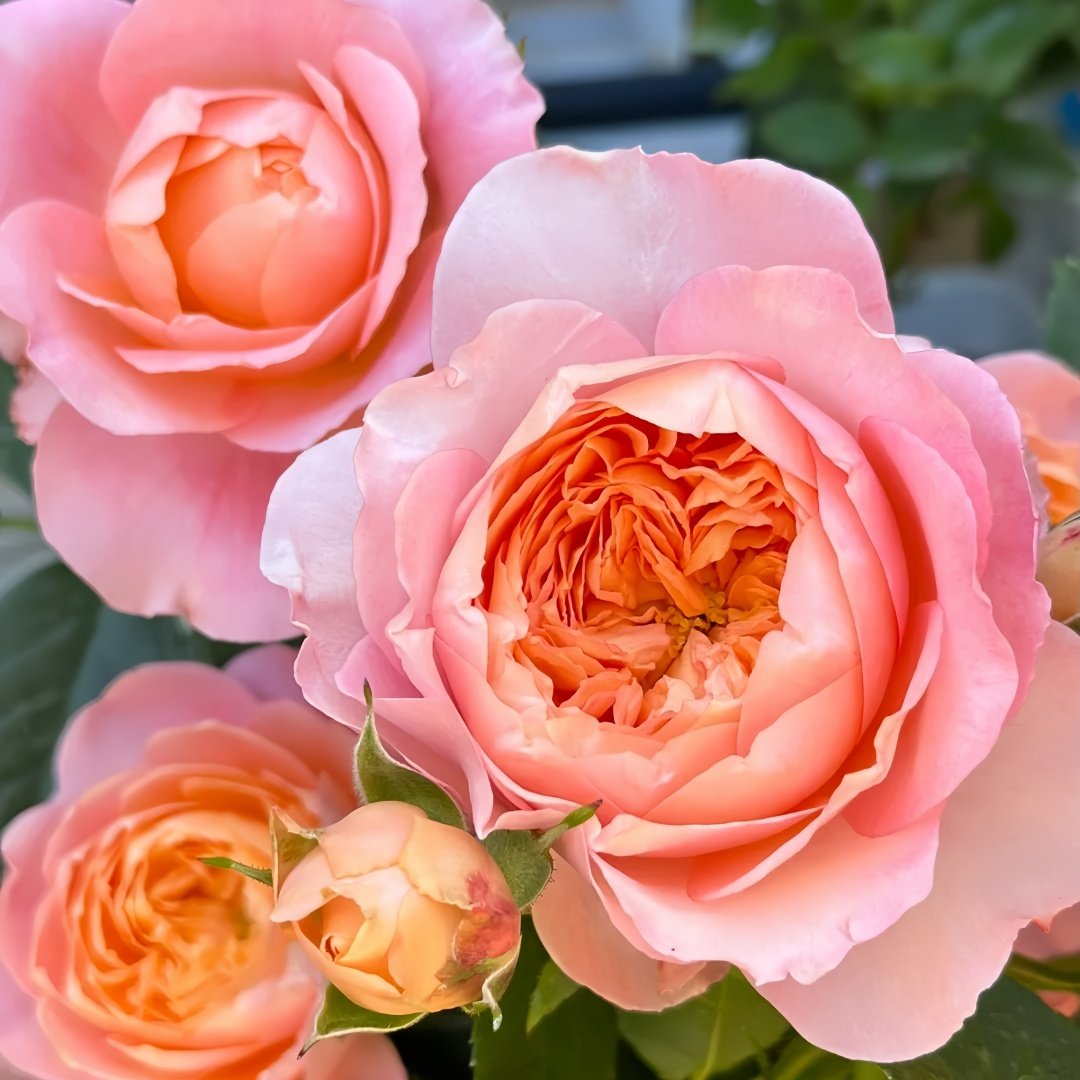Juzi Rose Plant｜橘子 image 7