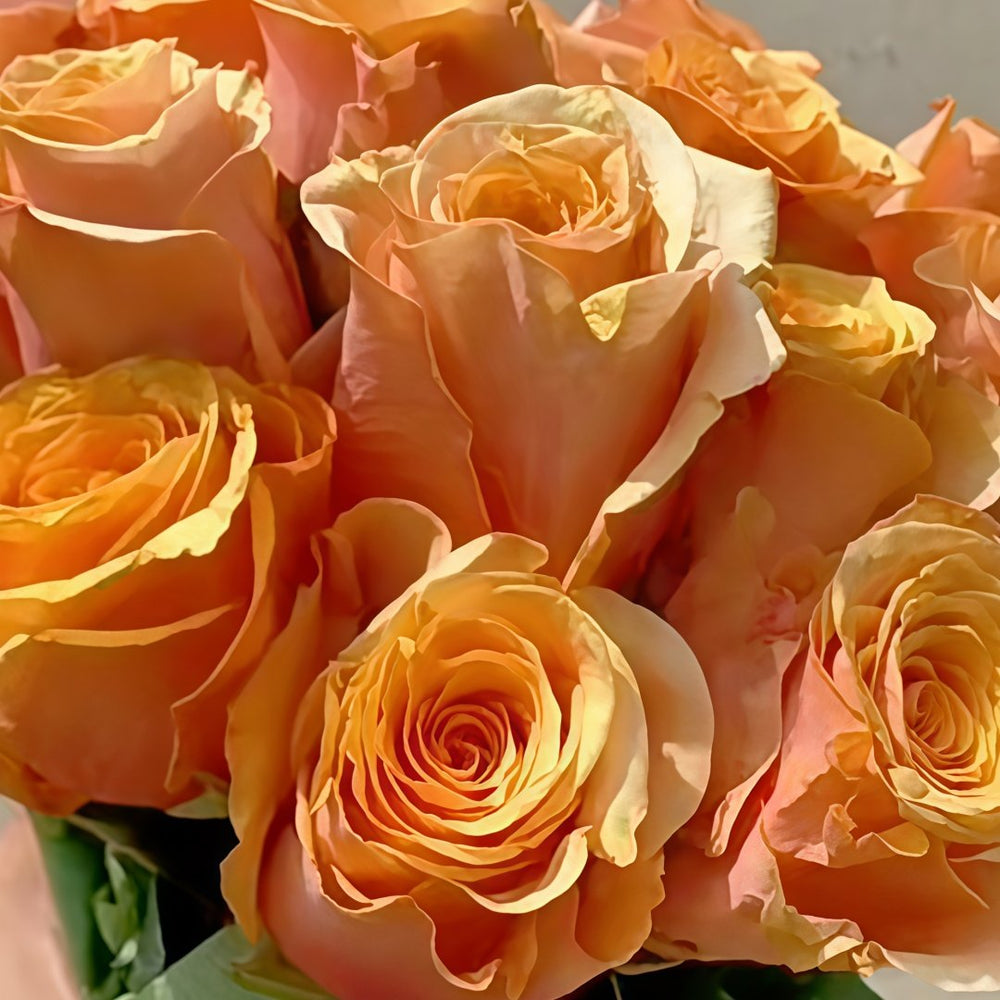 Serenade Rose Plant|小夜曲 image 2