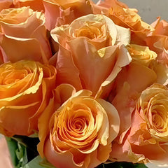Serenade Rose Plant|小夜曲 image 2