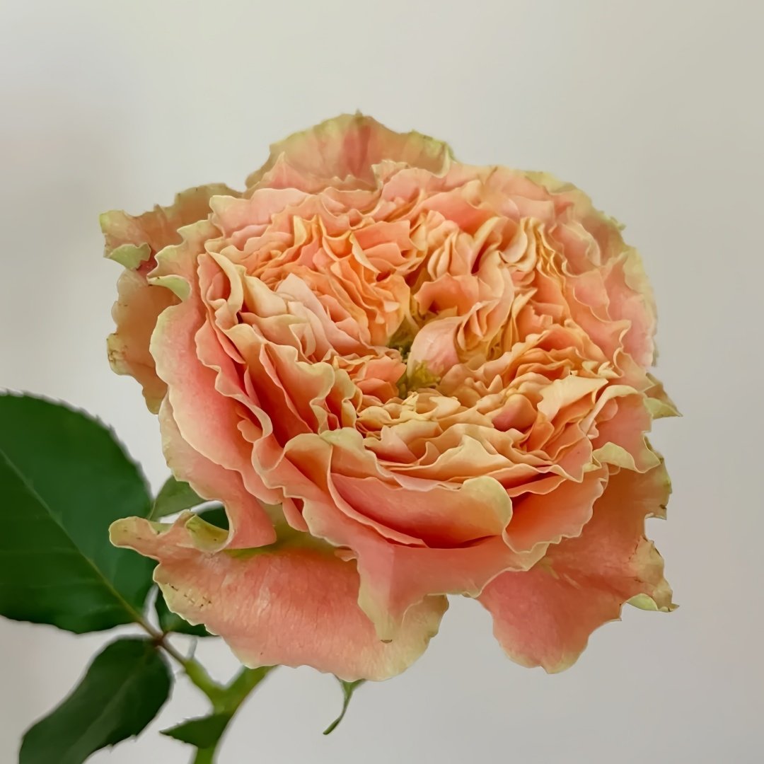 Country Spirit Louise Rose Plant｜乡村路易斯 image 2