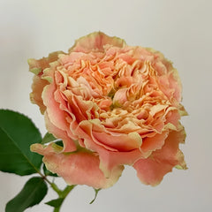 Country Spirit Louise Rose Plant｜乡村路易斯 image 2