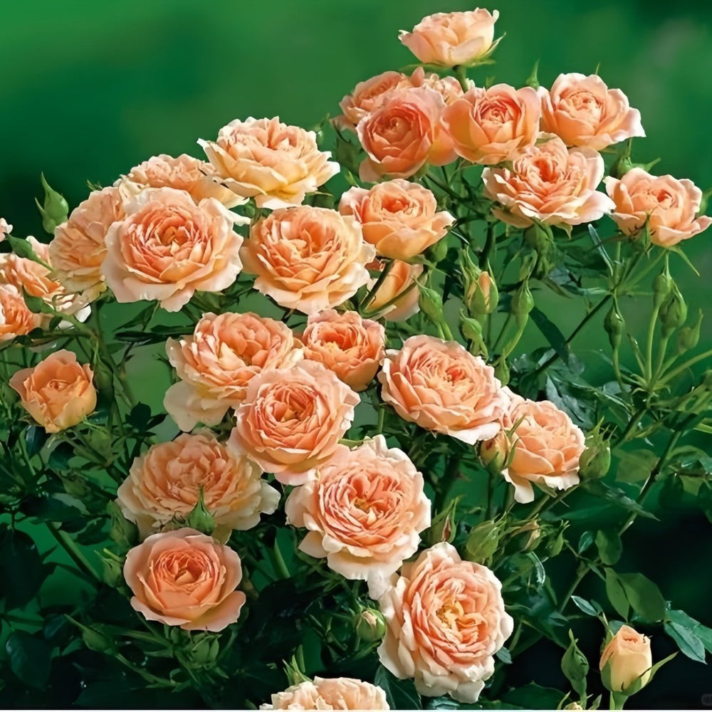Sweet Dream Rose Plant｜甜梦 image 3