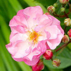 Lavender Siluetta Rose Plant|薰衣草剪影 image 2