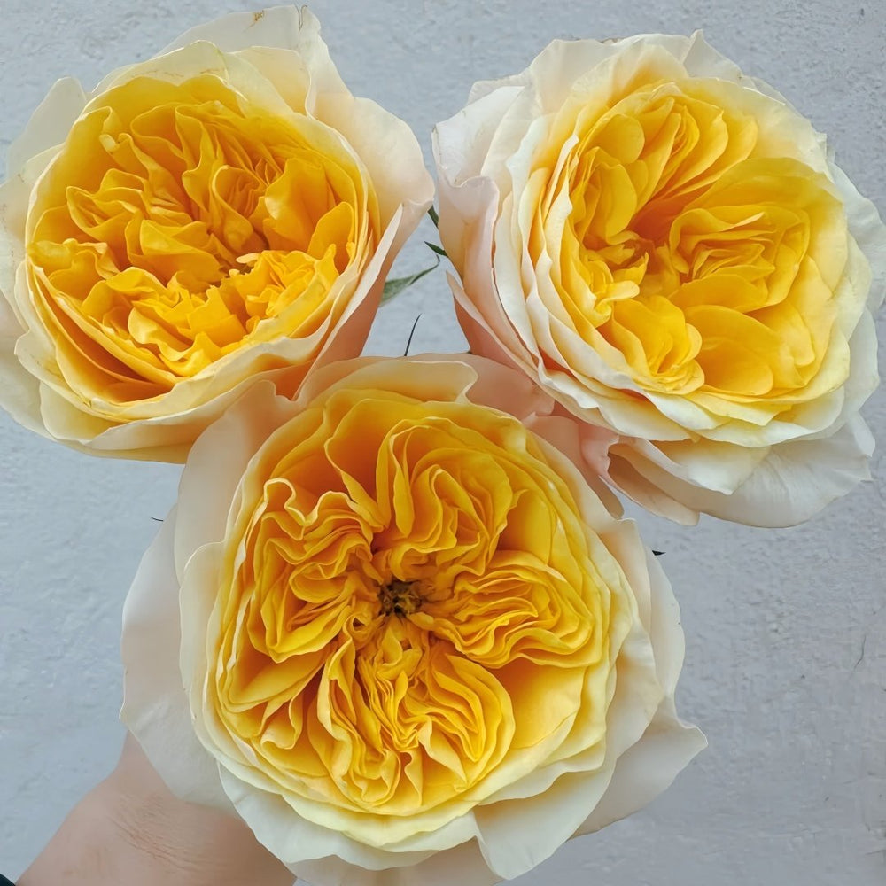 King's Cross Rose Plant｜国王十字架 image 7