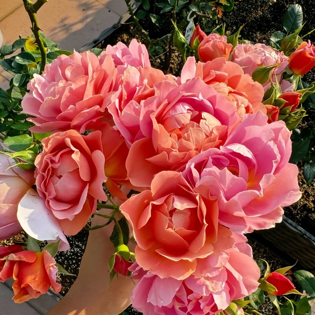 Akane Rose Plant|茜 image 8