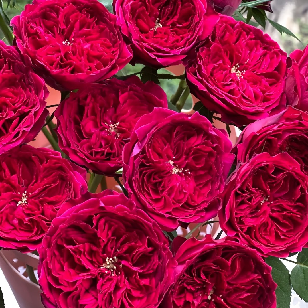 Tess Rose Plant | 苔丝 image 6