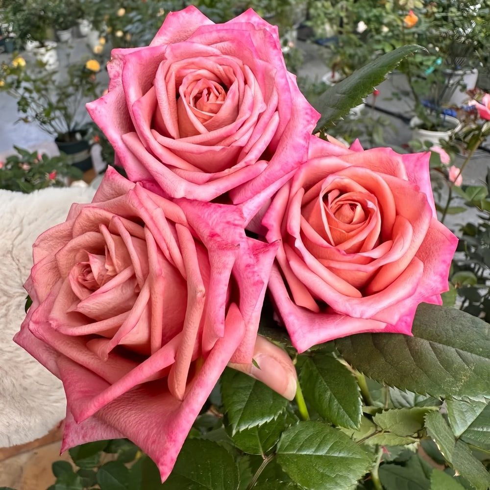 Barista Rose Plant ｜调香师 image 5