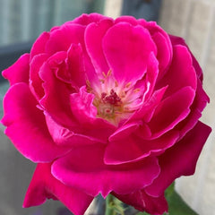 Soft Fragrant Red Rose Plant|软香红 image 1