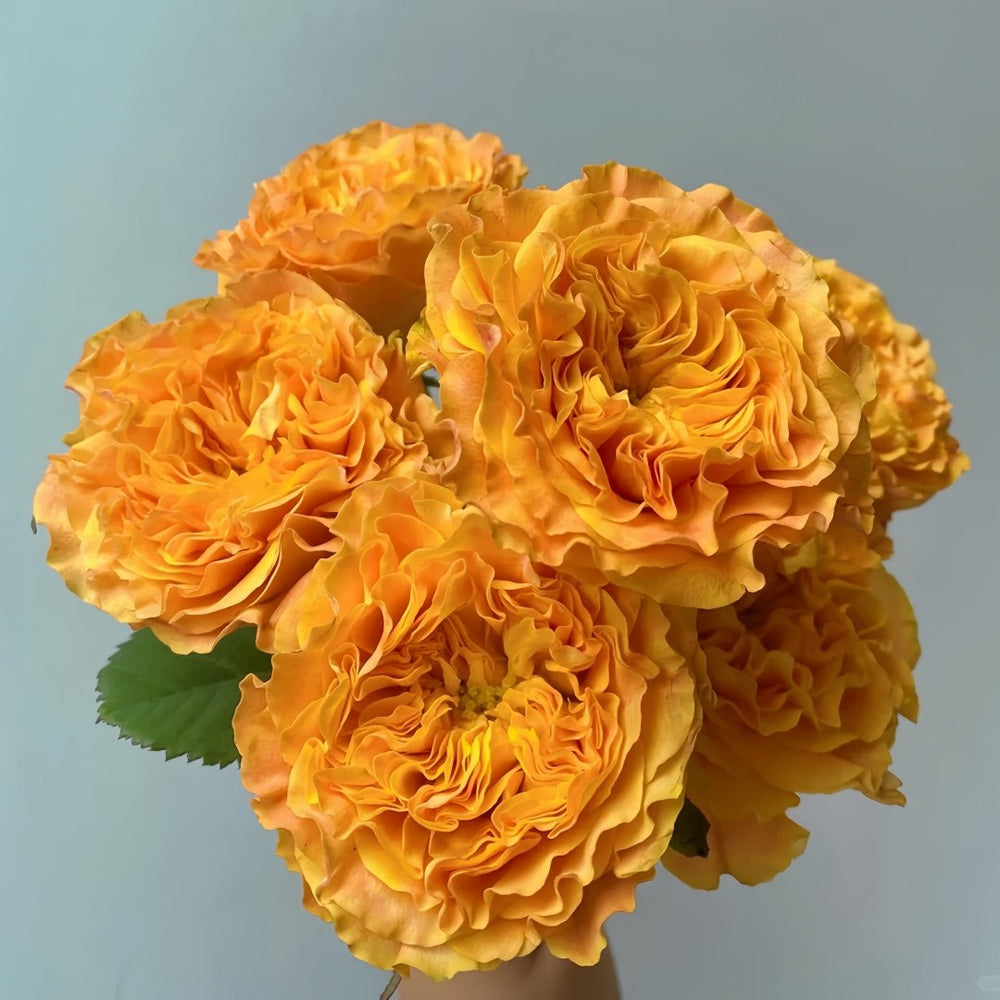 Orange Reeva Rose Plant|橙色风暴 image 6